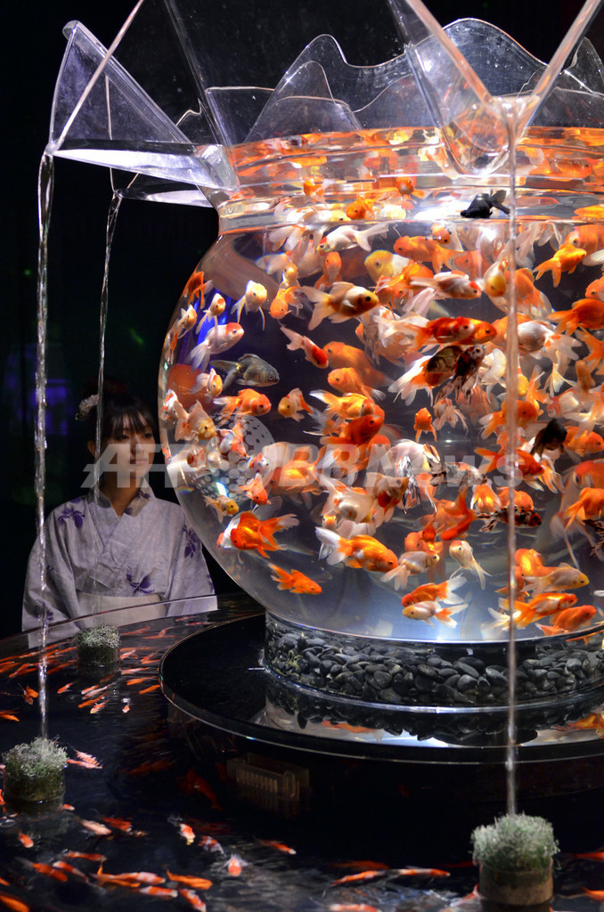 金魚で涼を楽しもう 都内にアート水族館 写真5枚 国際ニュース Afpbb News
