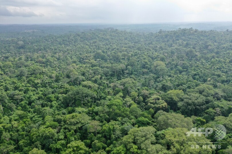 アフリカ熱帯植物種 3分の1が絶滅危機に 研究 写真1枚 国際ニュース Afpbb News