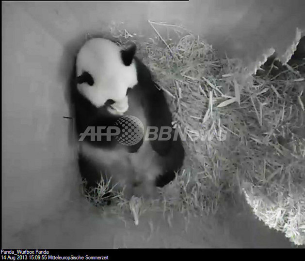 ウィーンの動物園で赤ちゃんパンダ誕生、自然妊娠で3頭目 ウィーンの動物園で赤ちゃんパンダ誕生、自然妊娠で3頭目