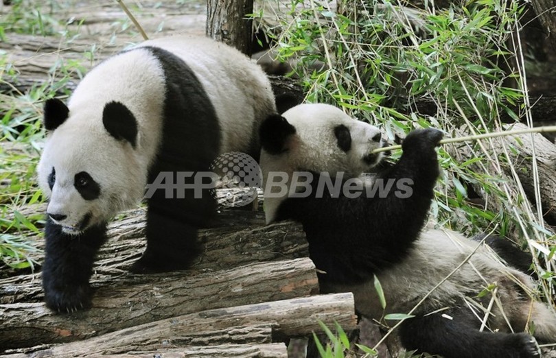 仏動物園、パンダの「ふん」再利用施設建設へ 仏動物園、パンダの「ふん」再利用施設建設へ