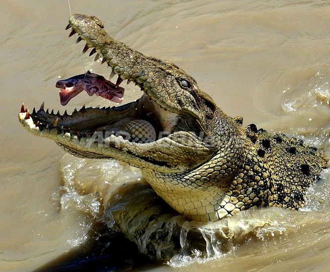 ワニ生息地にヘリ墜落、負傷者を砂に埋めて救助を待つ 豪州 ワニ生息地にヘリ墜落、負傷者を砂に埋めて救助を待つ 豪州