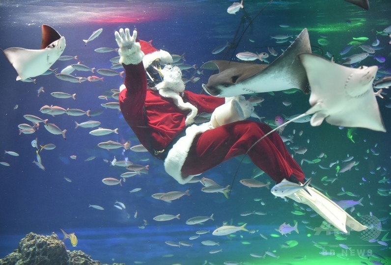 海の中にサンタが 水族館でクリスマスショー 東京 写真8枚 国際ニュース Afpbb News