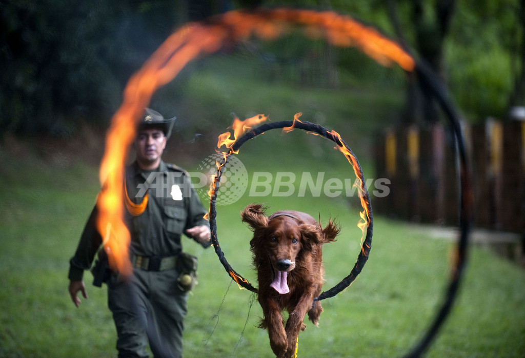 特訓受けるコロンビアの警察犬 写真14枚 国際ニュース Afpbb News