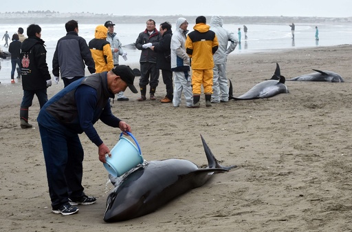 イルカ130頭超 茨城の海岸に打ち上げられる 写真13枚 国際ニュース Afpbb News