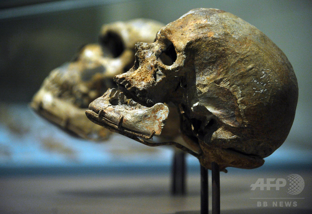 初期現生人類、欧州でもネアンデルタール人と交配か 研究 初期現生人類、欧州でもネアンデルタール人と交配か 研究