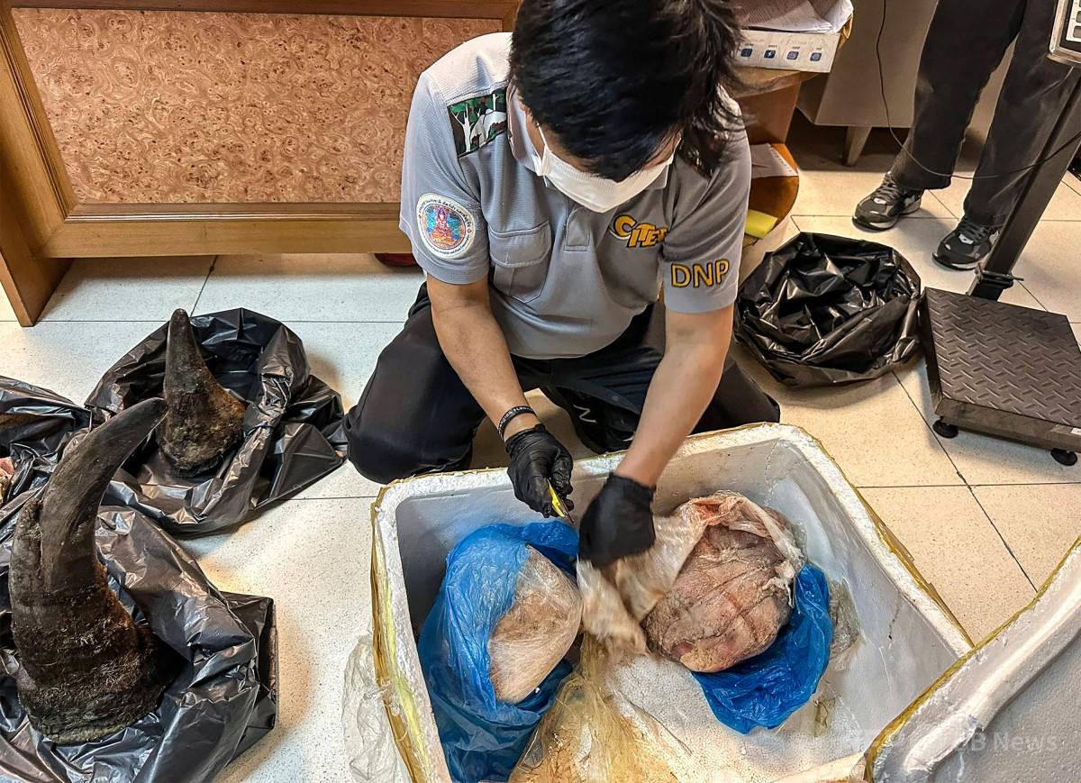 肉に隠してサイの角11キロ超を密輸か タイで男逮捕 写真2枚 国際