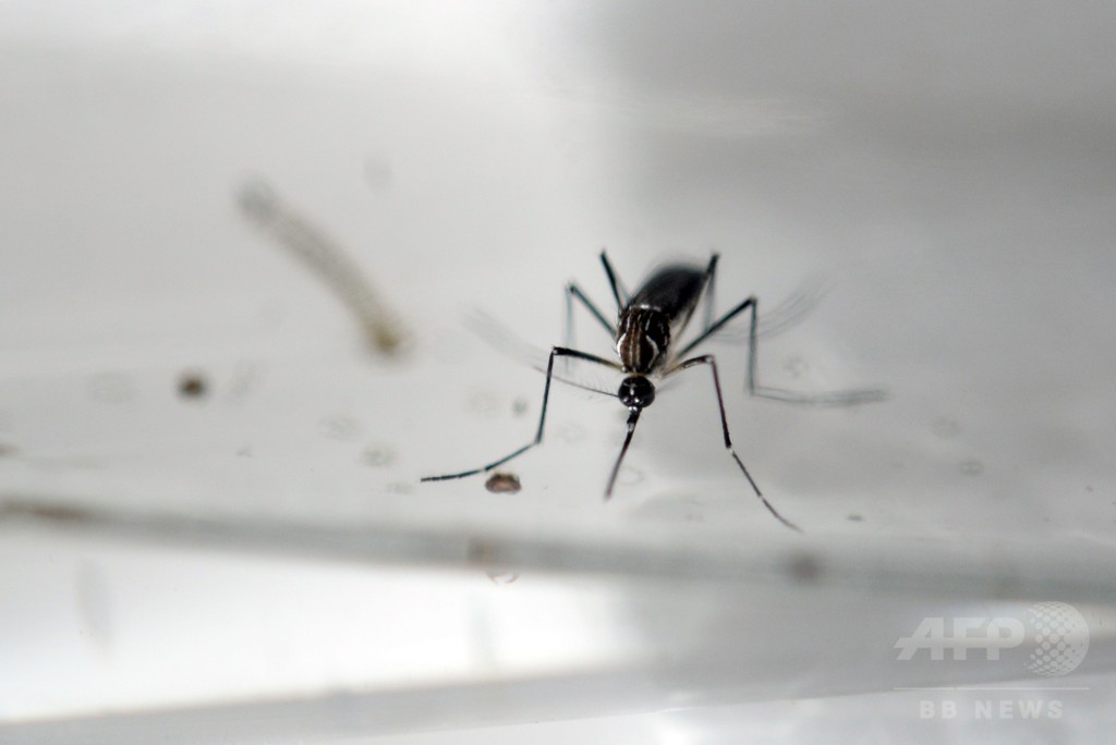 ジカワクチン2種、マウス実験で「完全防御」に成功 研究 ジカワクチン2種、マウス実験で「完全防御」に成功 研究