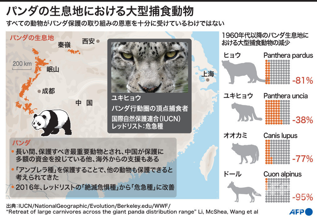 パンダ保護区 ヒョウなど大型捕食動物は守れていない 研究 写真3枚 国際ニュース Afpbb News