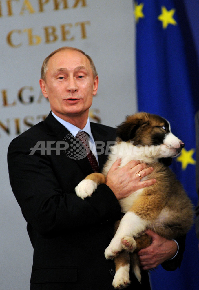 プーチン露首相 シェパード犬のプレゼントに笑顔 写真6枚 国際ニュース Afpbb News