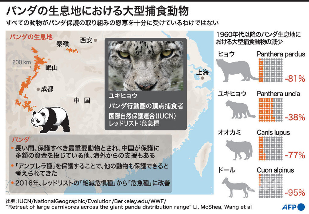 パンダ保護区 ヒョウなど大型捕食動物は守れていない 研究 写真3枚 国際ニュース Afpbb News