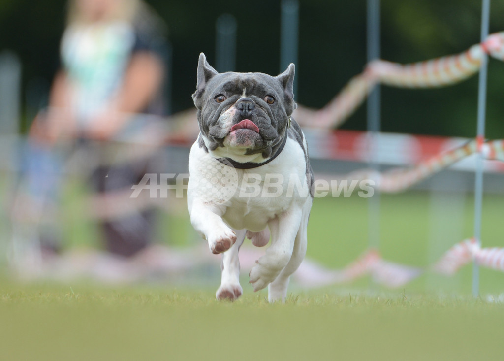 パグとブルドッグが大集合、ドイツのレース競技会