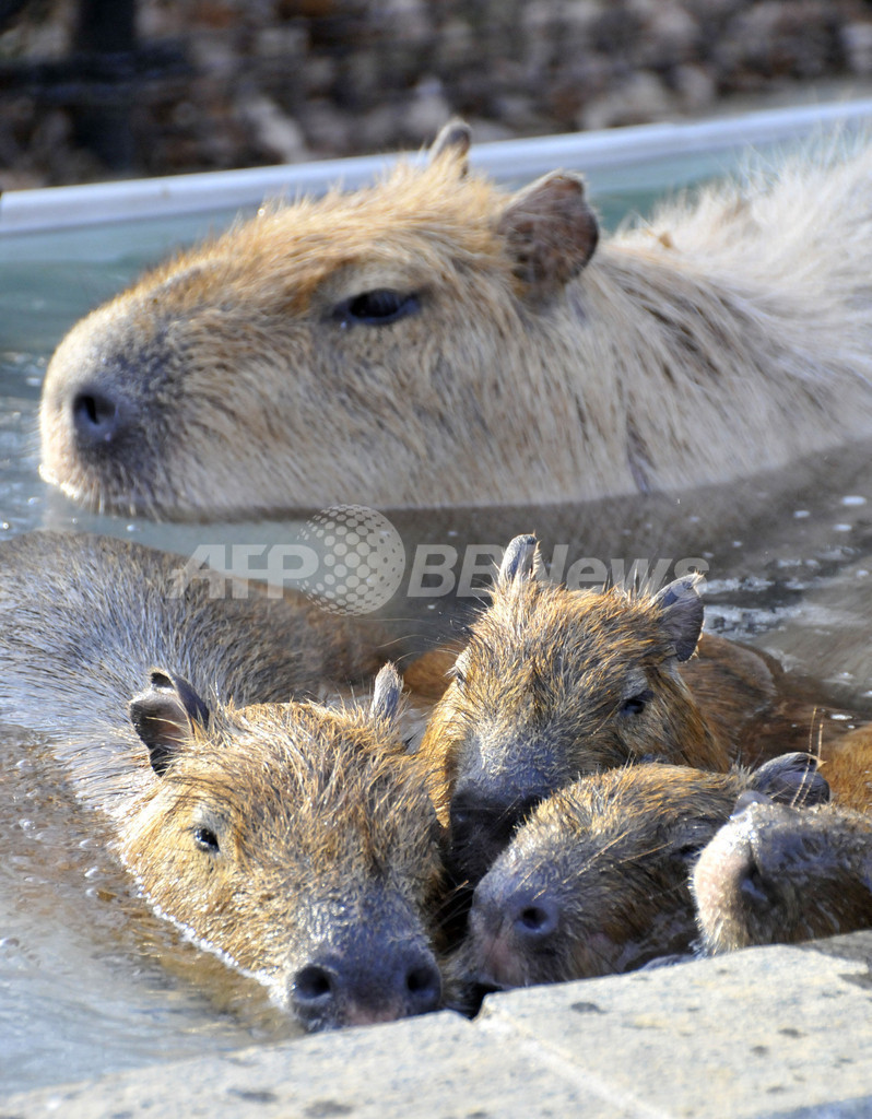 露天風呂でホットするカピバラの親子、埼玉県こども動物自然公園
