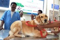 インドのハイデラバードの国営動物病院で、無料の狂犬病予防接種を受けるペット犬（2019年7月6日撮影）。(c)NOAH SEELAM / AFP