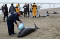 茨城県鉾田市の海岸で、打ち上げられたカズハゴンドウにバケツで水をかける地元の人（2015年4月10日撮影）。(c)AFP/TOSHIFUMI KITAMURA
