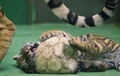 チェコ東部オロモウツの動物園でお披露目されたシベリアトラの子ども（2015年6月30日撮影）。(c)AFP/RADEK MICA