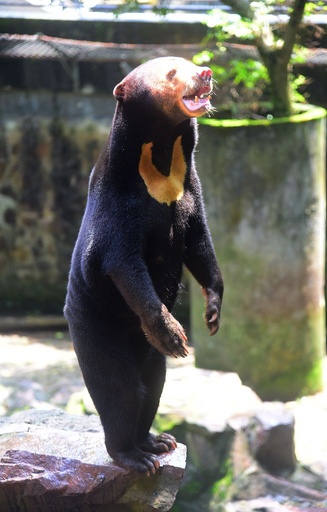 杭州動物園のクマに「着ぐるみ」疑惑