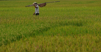 すべての栽培米、起源は中国・珠江 英誌ネイチャー