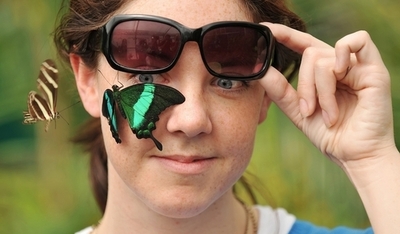 季節移動をするチョウは風に乗って長距離をスピード移動、研究報告