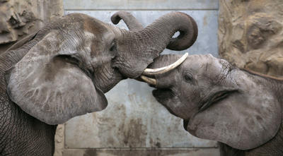 仲良く戯れる2頭のゾウ - ドイツ
