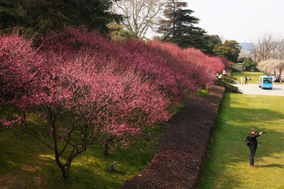 南京に春を告げる梅の花