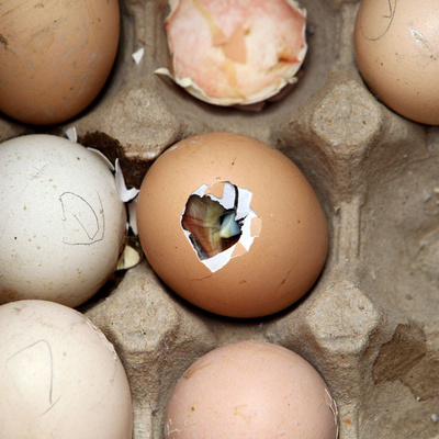 箱の中でひよこが生まれる、熱波の中国