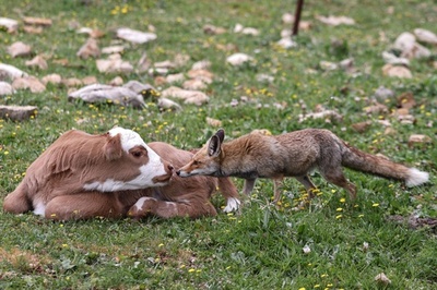 【今日の1枚】敵対？友好？あるいは好奇心 イスラエル