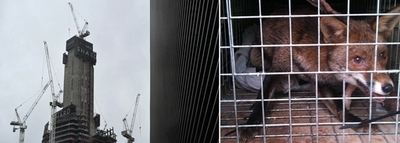 建設中の超高層ビル72階でキツネ発見 ロンドン