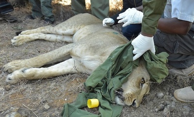 ライオンに追跡装置装着、移動経路を観察 ナイロビ国立公園