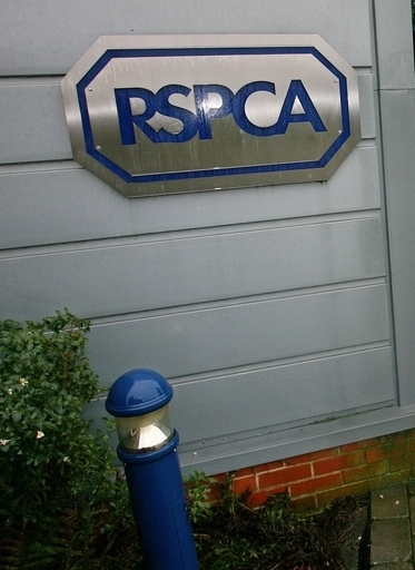 ネコ投げ捨てた女性、「何が悪いの」から一転謝罪