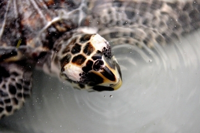 「カメを守ろう」、金曜礼拝で異例の説教 マレーシア