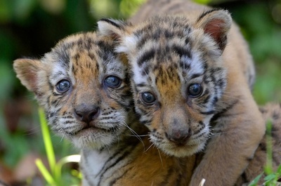 【今日の1枚】これも麻薬王の遺産？ ベンガルトラの赤ちゃん