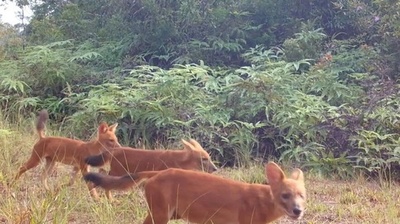 動画:絶滅危機の野生生物、多数撮影に成功 カンボジア