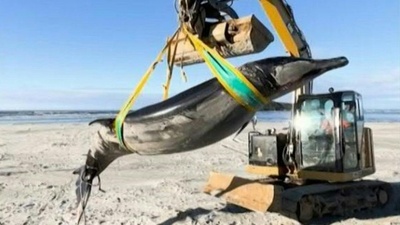 動画:「世界で最も珍しい」クジラ、NZの海岸に打ち上げ