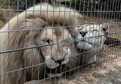 ごみ処分場にカンガルーの死骸 キプロス