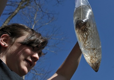 ウナギの回遊、追跡に初成功 カナダ研究
