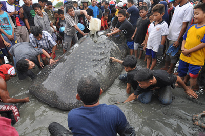 打ち上げられたジンベイザメ、地元住民らが懸命の救出活動 インドネシア