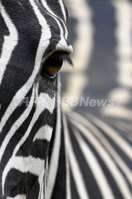 色鮮やかな鳥類や動物の宝庫 南米コロンビア カリの動物園 写真11枚 ファッション ニュースならmode Press Powered By Afpbb News