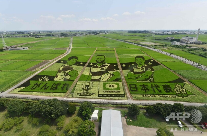 田んぼから応援、ラグビー日本代表の巨大アート出現 埼玉