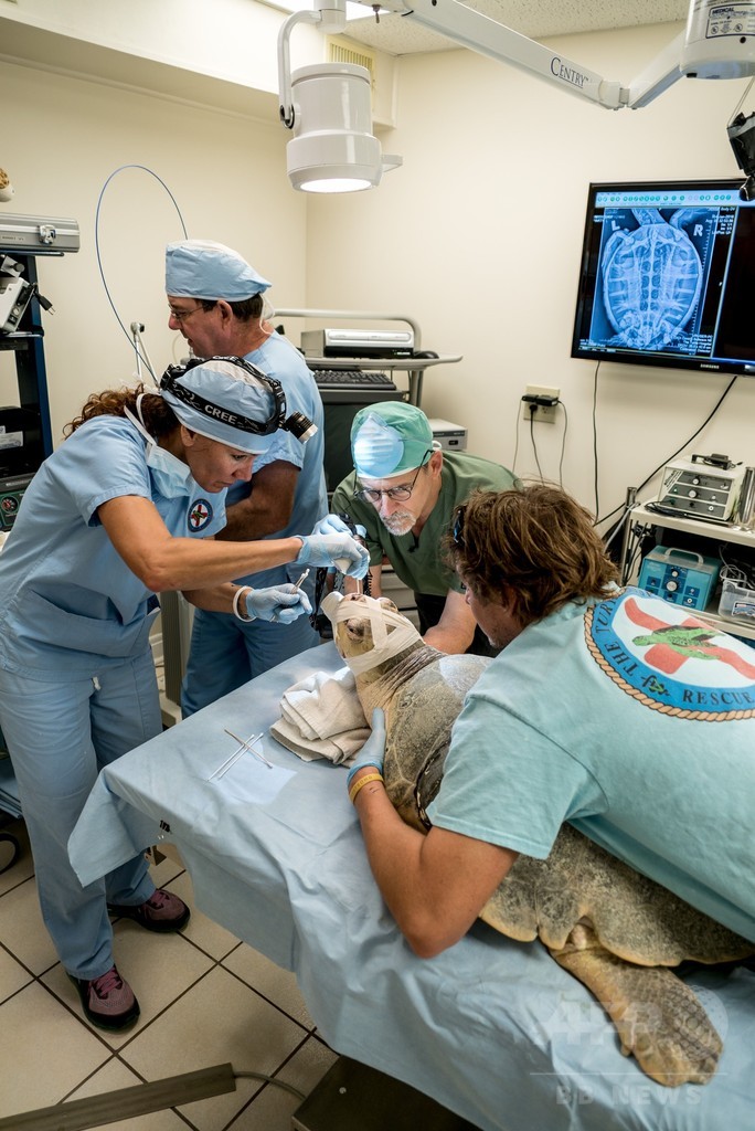 乳頭腫のウミガメ増加、対応に追われる米フロリダの「カメ病院」