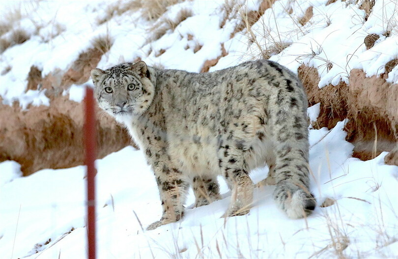 祁連山でユキヒョウが撮影される 写真5枚 国際ニュース Afpbb News