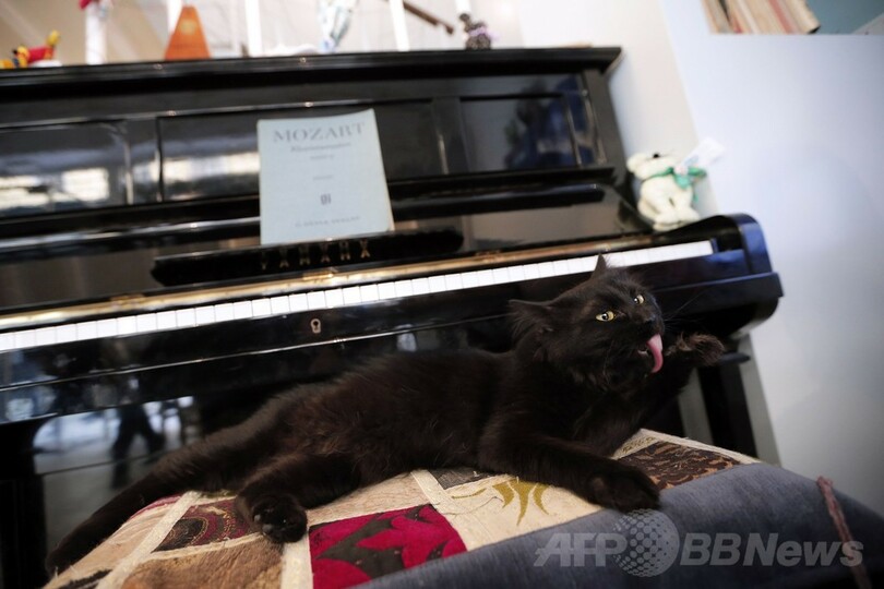 トリノに猫カフェ登場、ラテアートにもネコ イタリア