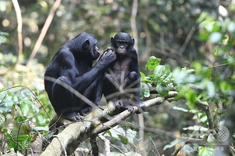 ボノボの母親 息子の恋人探しの お助け役 に 研究 写真2枚 国際ニュース Afpbb News