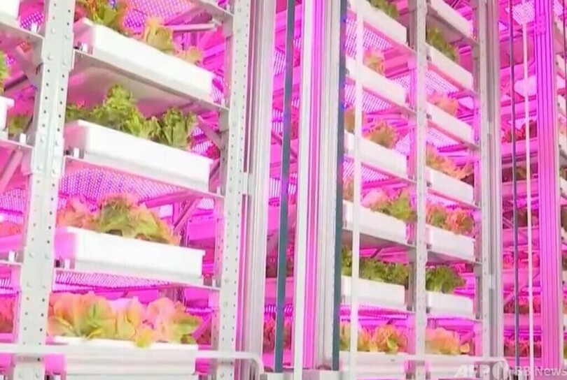 世界初の無人化垂直植物工場 中国・成都で稼働開始