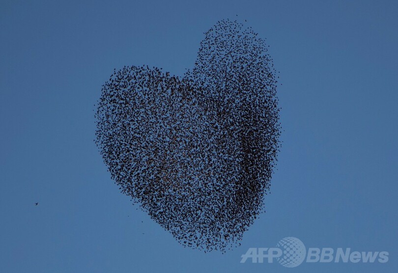 空に「ハート」描くムクドリたち、イスラエル