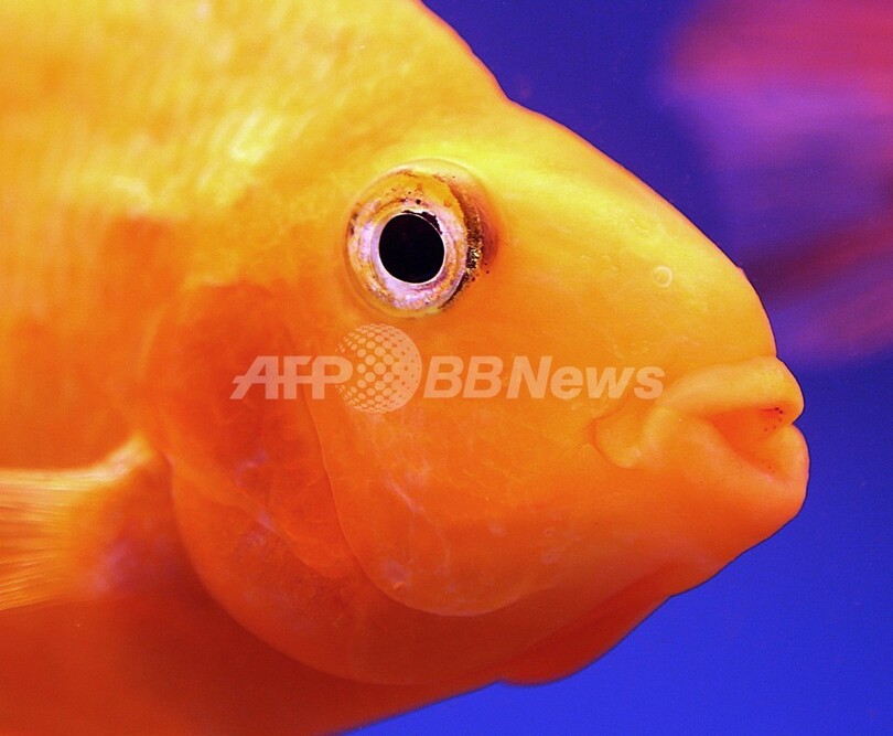 砂漠の国クウェートで目に涼しさ 市場の金魚 写真4枚 国際ニュース Afpbb News