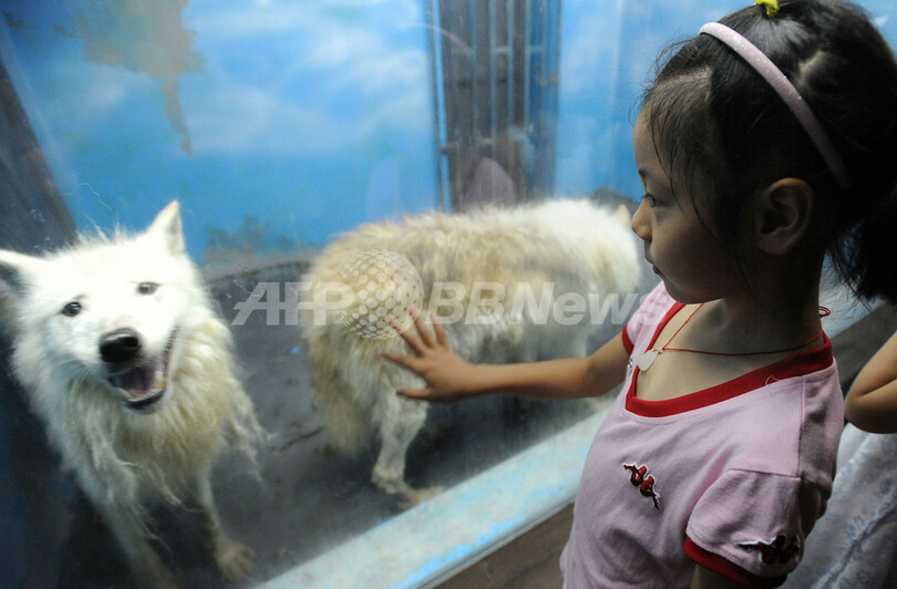 餌の時間が大人気、中国のホッキョクオオカミ