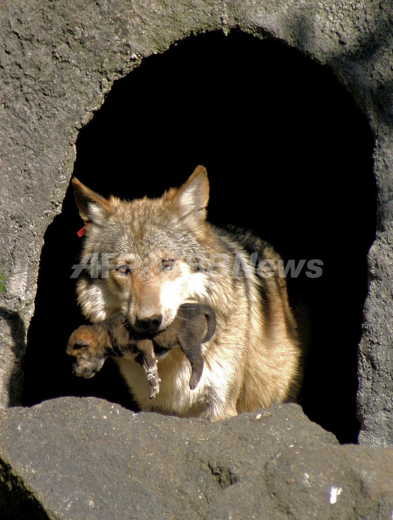 野生では絶滅した灰色オオカミ 動物園で7匹出産 メキシコ 写真2枚 国際ニュース Afpbb News