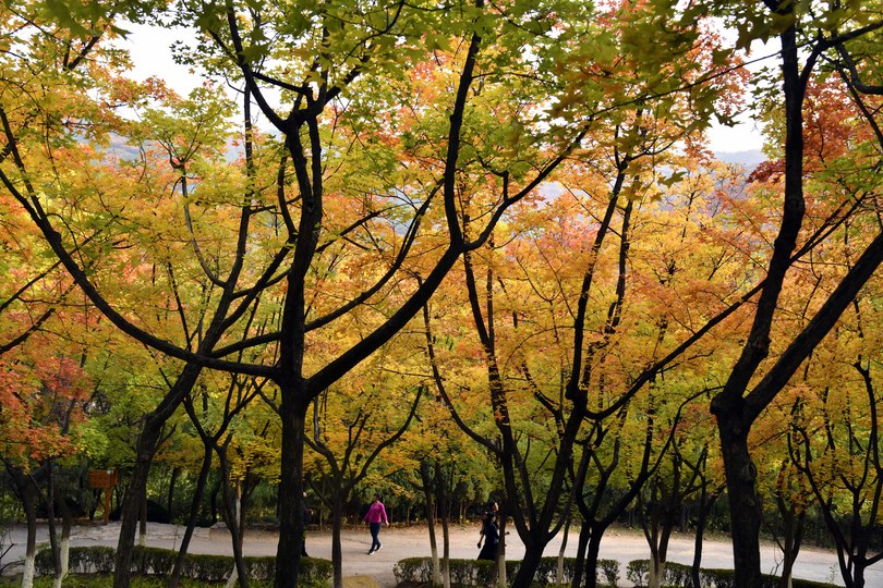 木々が秋景色を鮮やかに彩る 中国 山東省の紅葉谷風景区 写真10枚 国際ニュース Afpbb News