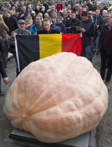 存在さ 重さ 頑丈さ 抜群のテラコッタ巨大カボチャ♡ロウソクタイプ・在庫2つあり 約1.2トンの巨大カボチャ、世界記録に ドイツ 写真14枚 国際ニュース