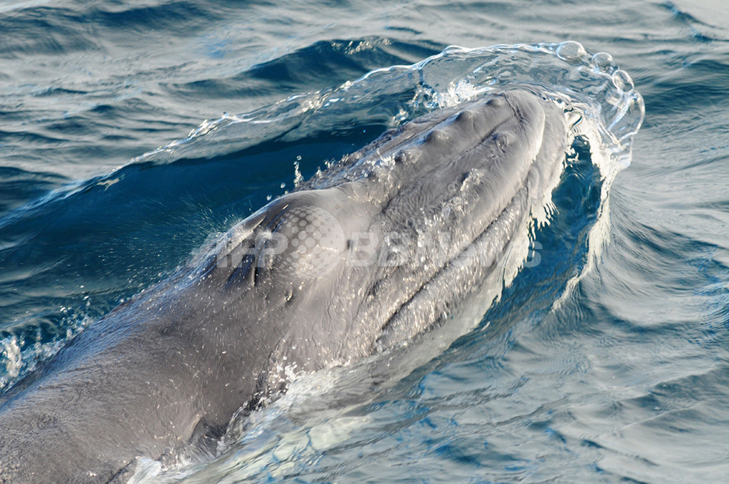 クジラの赤ちゃん 最初の潮吹きを撮影 オーストラリア 写真2枚 国際ニュース Afpbb News